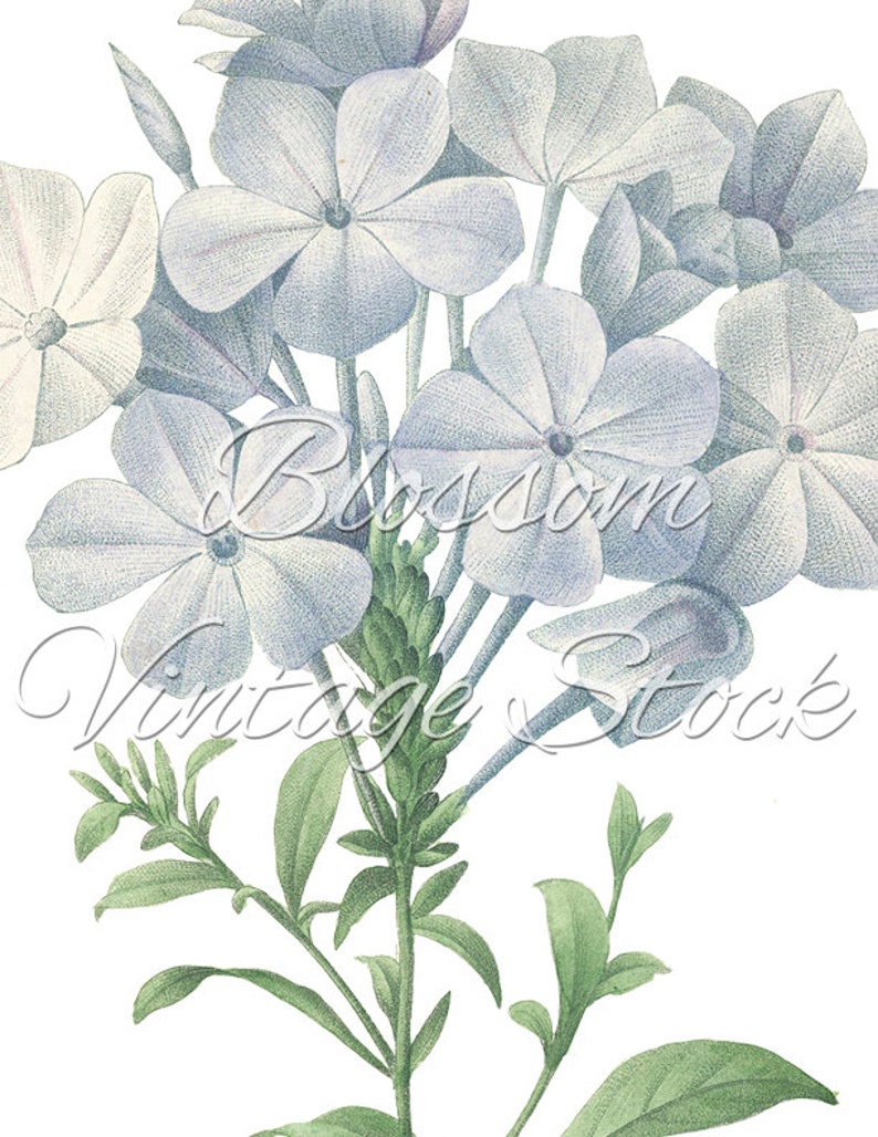 Light Blue Flowers Botanical Print Botanical Printable Art | Etsy