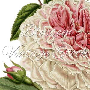 Vintage Pink Rose Printable Art Shabby Chic Rose Image - Etsy
