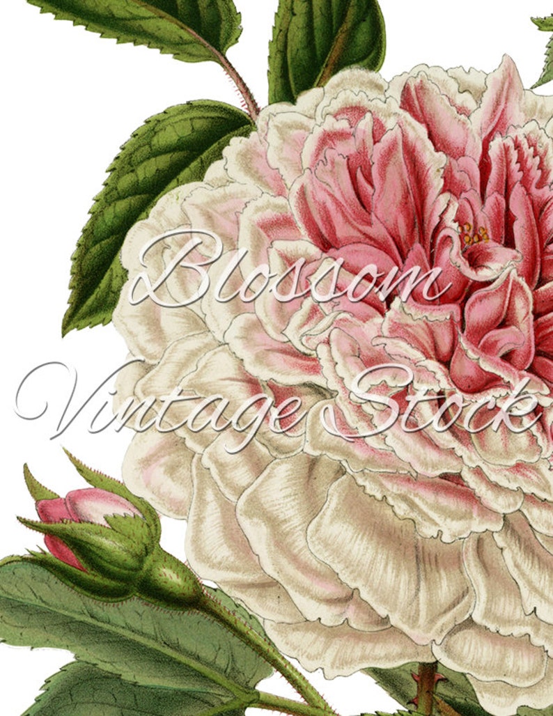 Vintage Pink Rose Printable Art Shabby Chic Rose Image | Etsy