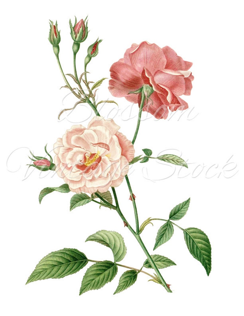 Pink Rose Prints Printable Art Shabby Chic Rose Vintage | Etsy