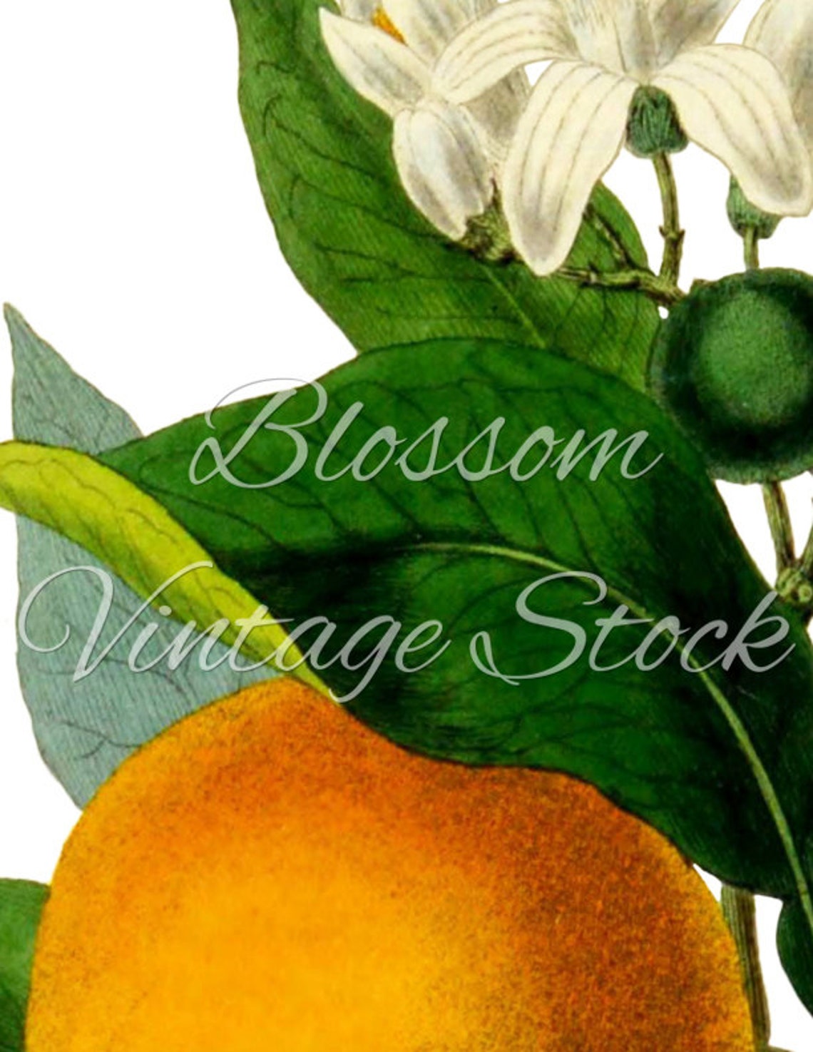 orange-print-vintage-orange-printable-art-wall-art-orange-etsy