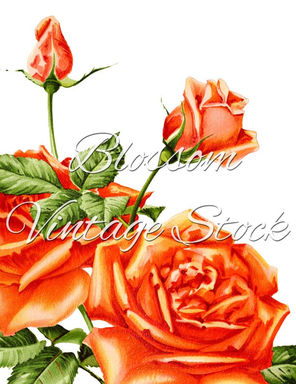 Rose Print Floral Wall Art Botanical Print Flower Dorm Wall | Etsy