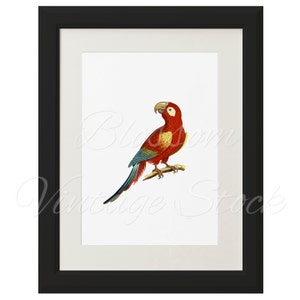 Parrot Printable Art Vintage Illustration Wall Art Print Digital Image, Parrot Antique Illustration for print INSTANT DOWNLOAD 1956 image 5