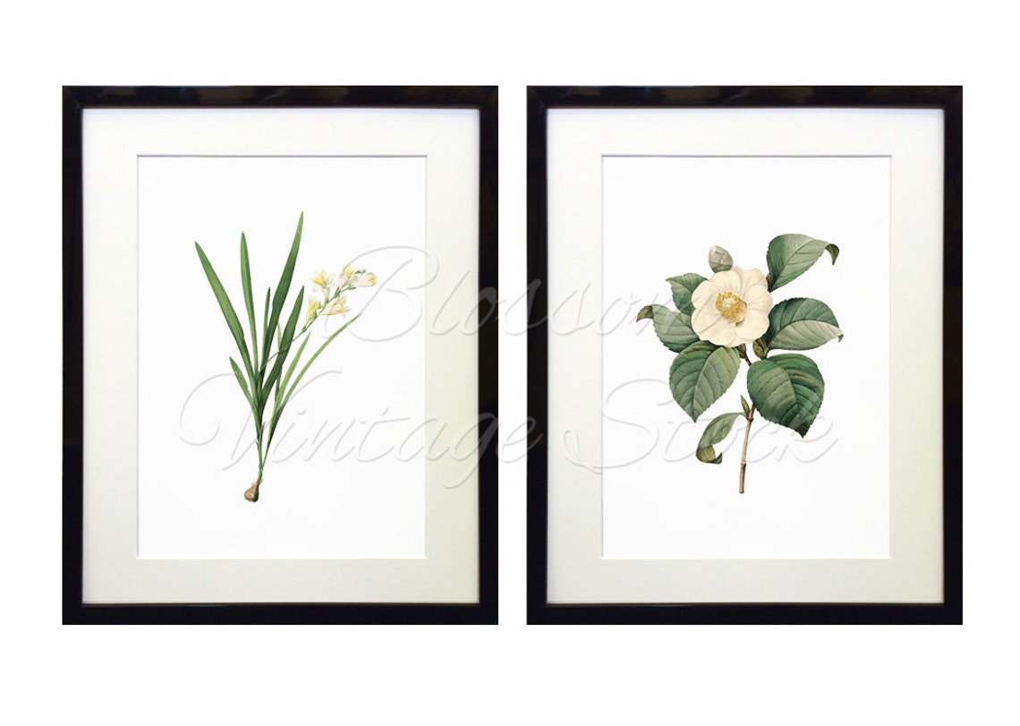 Botanical Printable Set White Flowers Botanical Illustrations - Etsy