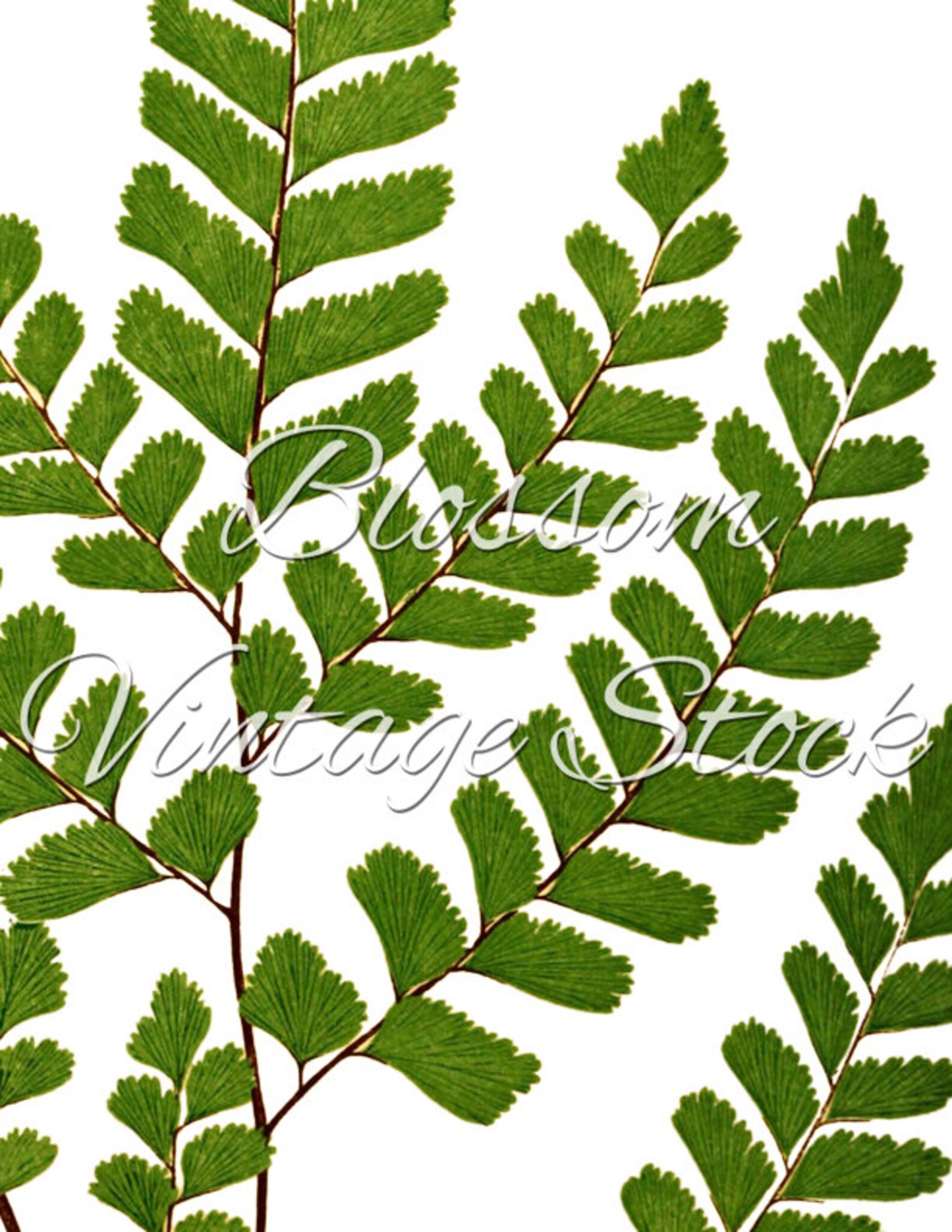 Leaf Botanical Print Botanical Printable Art Vintage Wall Etsy