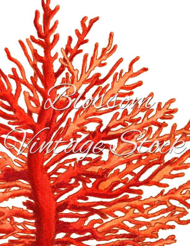 Sea Coral Printable Wall Decor Sea Fan Coral Clipart Digital | Etsy