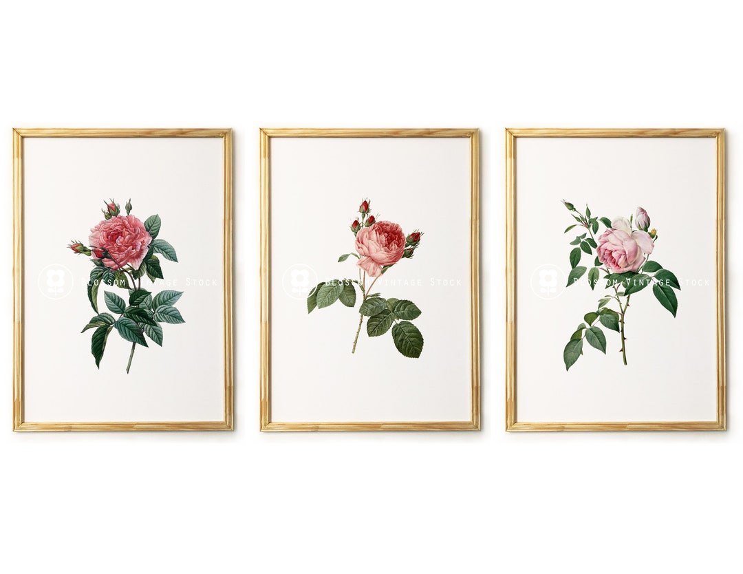Botanical Printable Set Botanical Vintage Roses Wall Art - Etsy