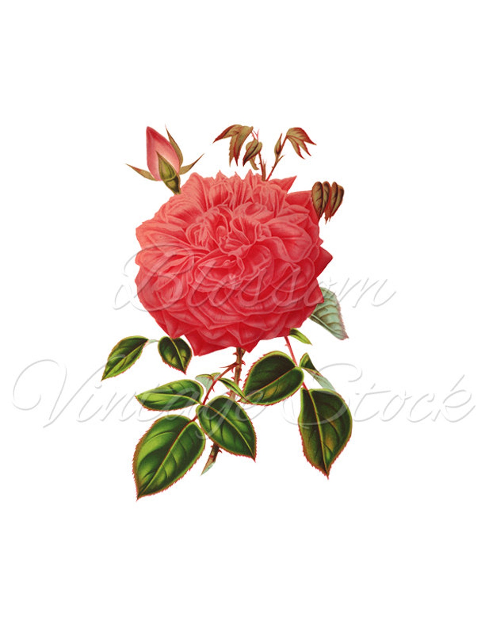 Vintage Rose Printable Art Pink Rose Vintage Graphic Antique | Etsy