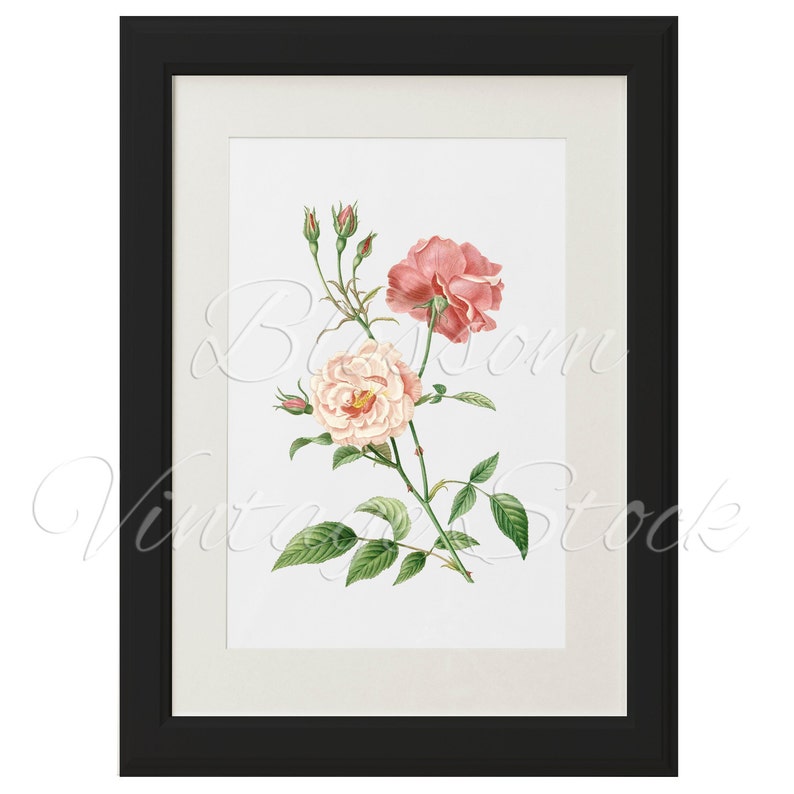 Pink Rose Prints Printable Art Shabby Chic Rose Vintage | Etsy