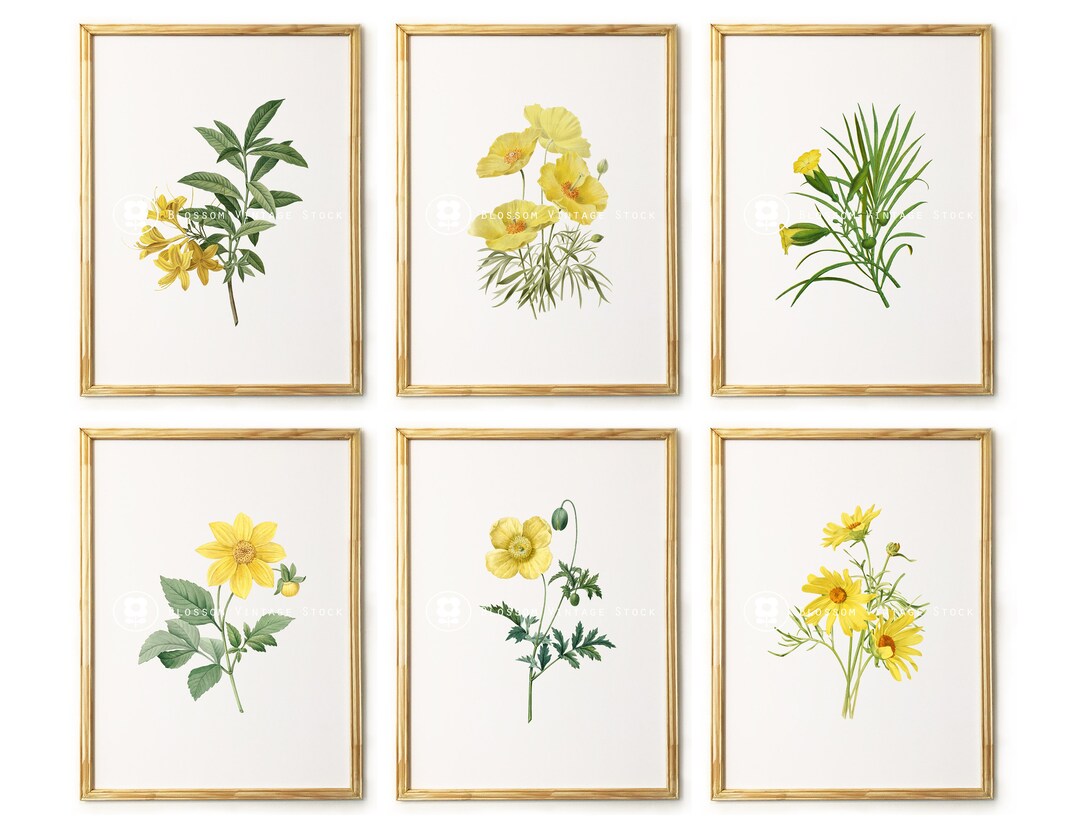 Printable Wall Art Flower Illustration Set of 6 Digital Images Floral ...