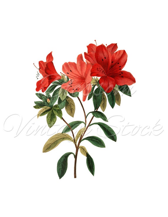 Botanical Print Red Flowers Botanical Clipart PNG Digital