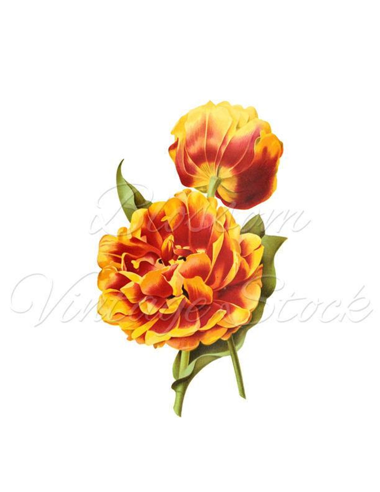 Orange Flower Print Flower Wall Art Floral Decor Vintage Etsy