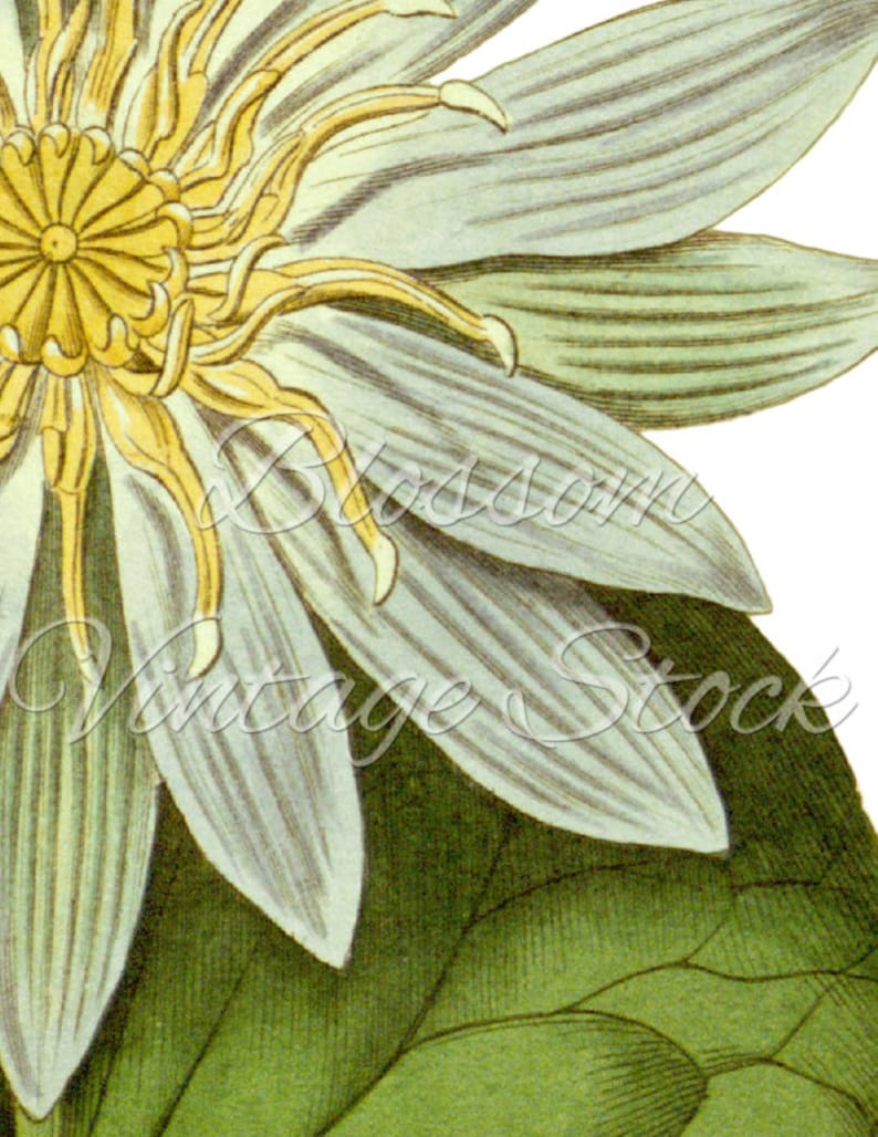 Lotus Flower Digital Image Vintage Graphic Lotus Flower Etsy