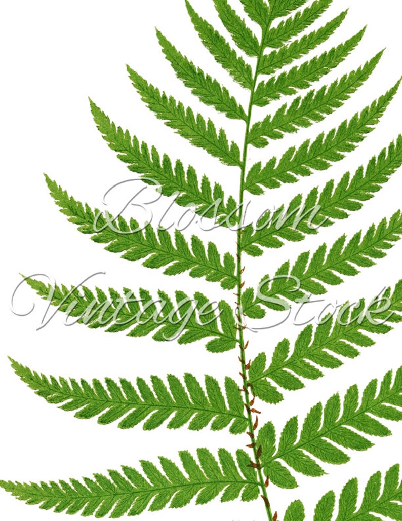 Vintage Fern Botanical Print Botanical Printable Art Leaves | Etsy