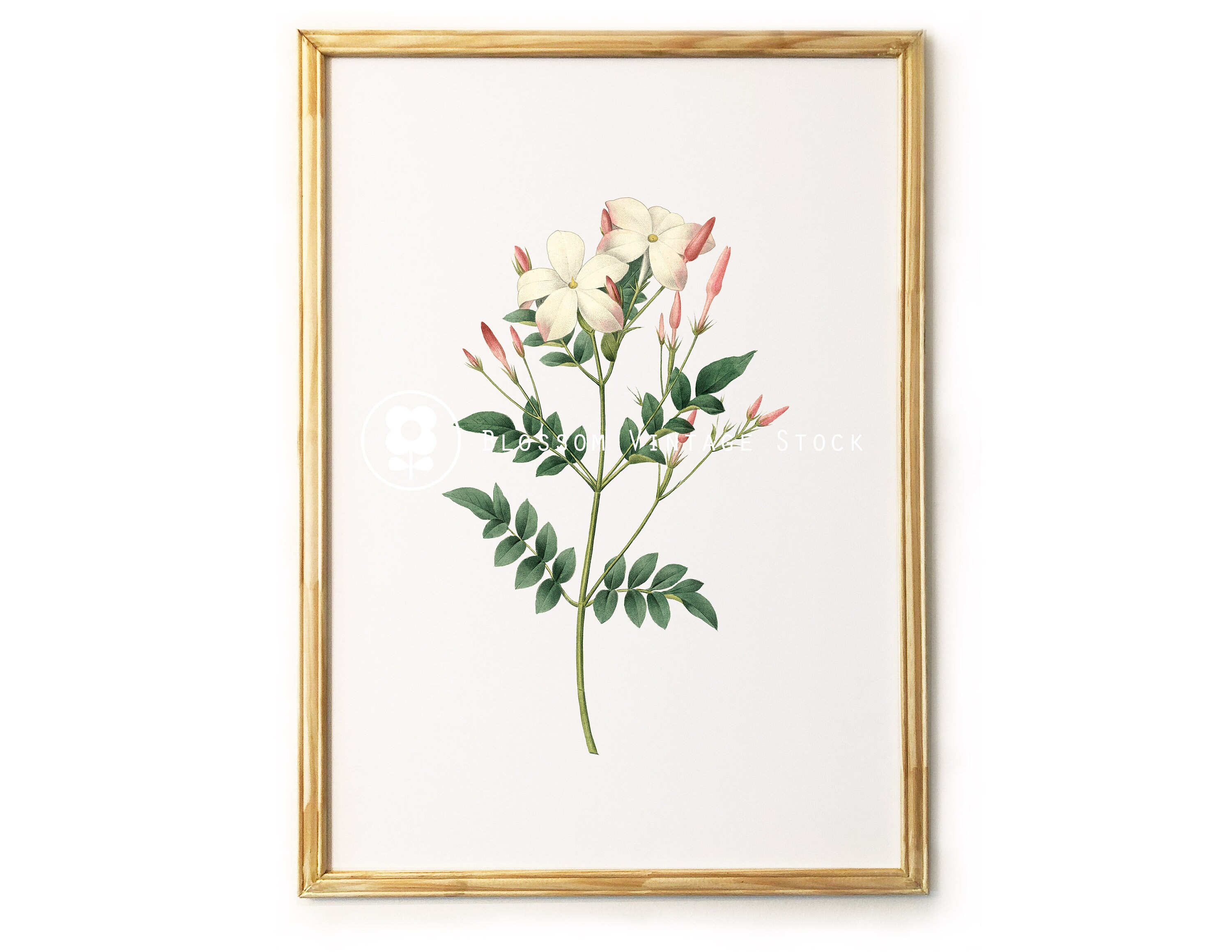Jasmine Botanical Print Jasmine Printable Art Botanical Etsy