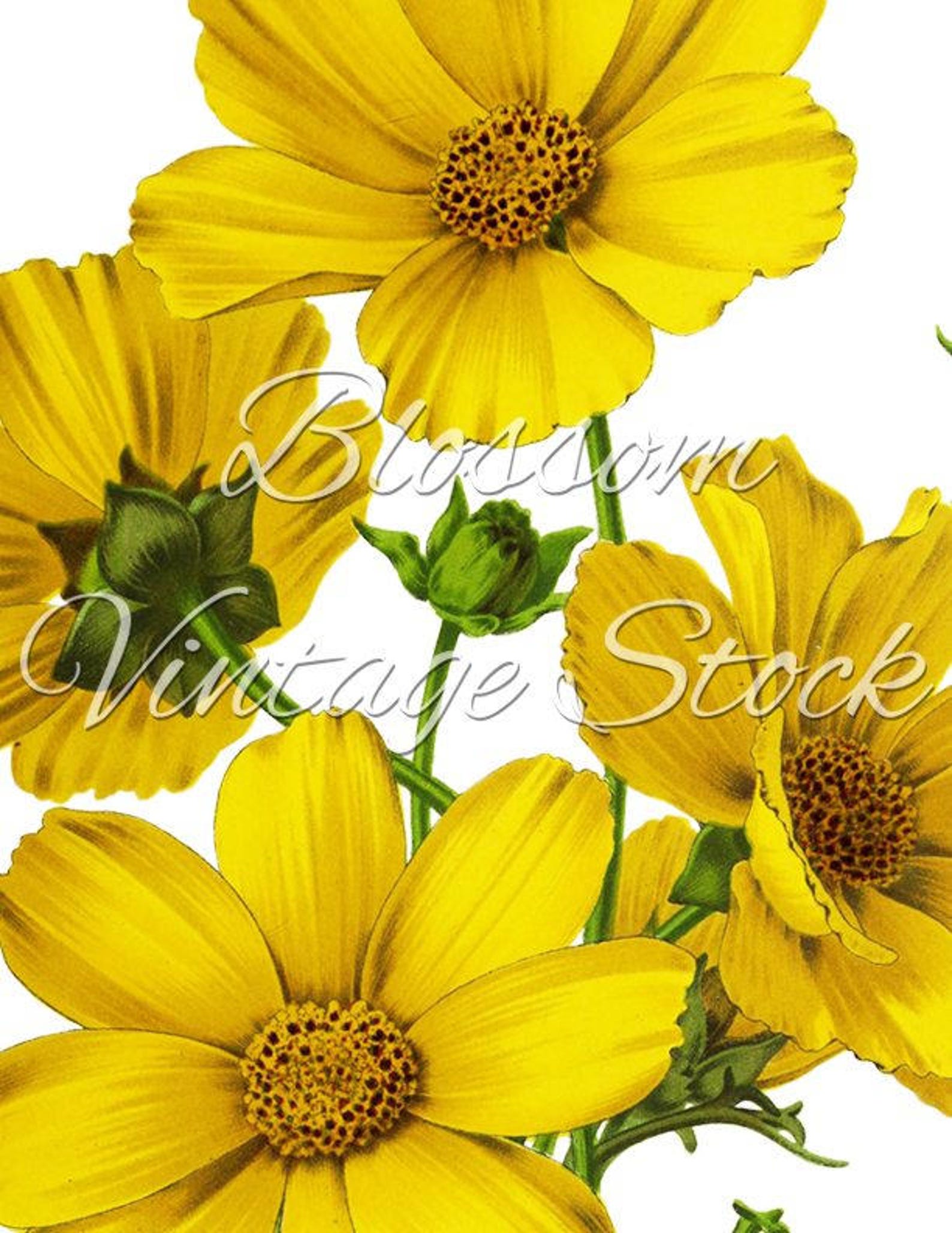Yellow Flower Wall Art Print Printable Floral Art Vintage Etsy