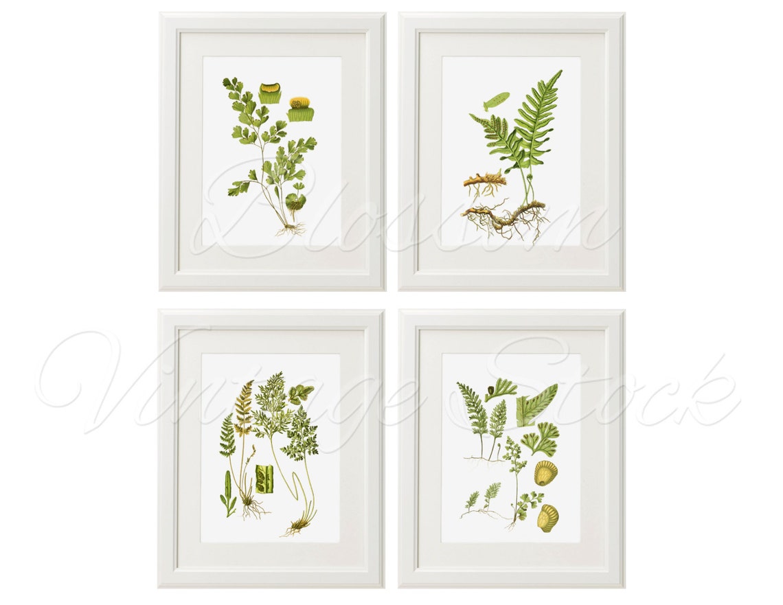 Botanical Printable Set Fern Botanicals INSTANT DOWNLOAD | Etsy