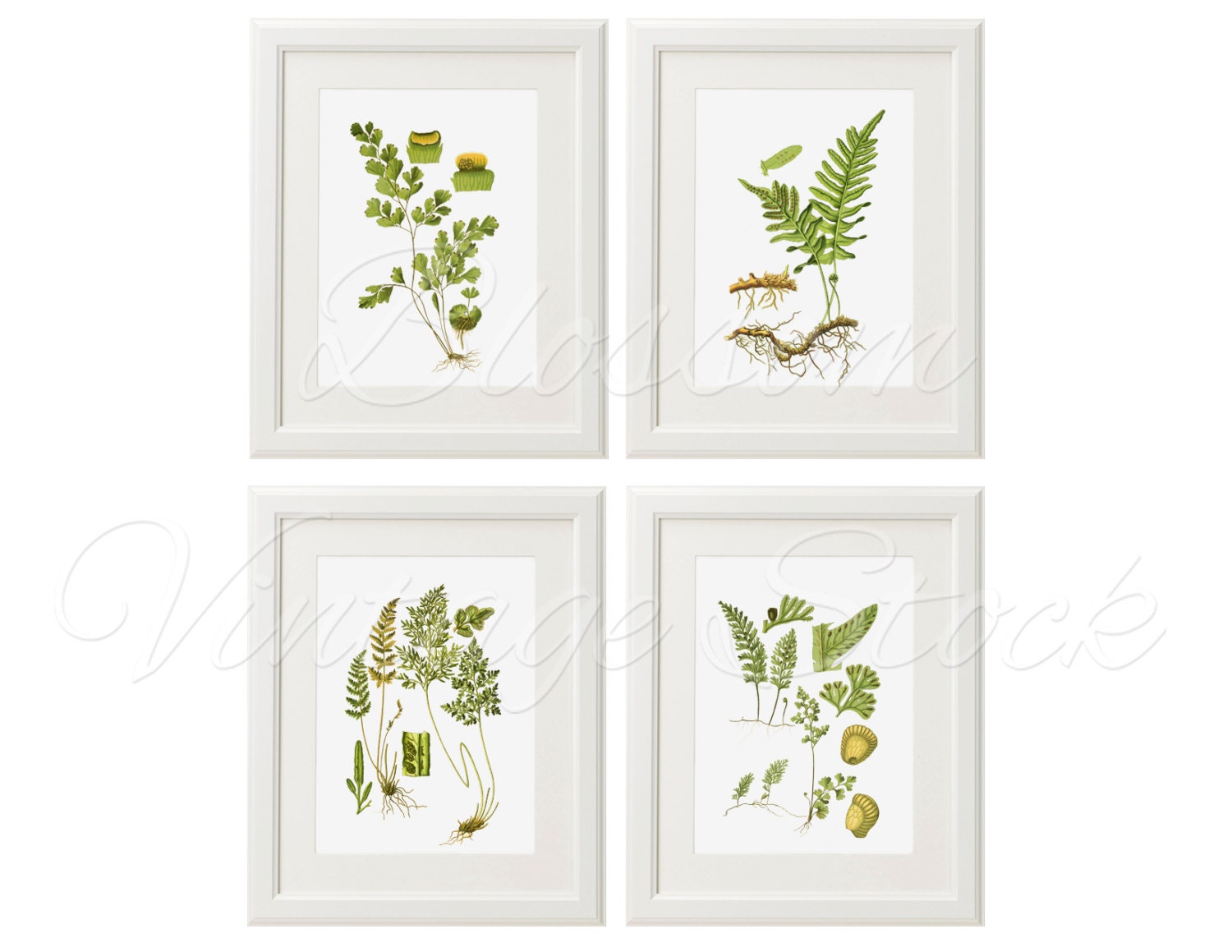 Botanical Printable Set Fern Botanicals INSTANT DOWNLOAD | Etsy