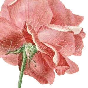 Pink Rose Prints, Printable Art, Shabby Chic Rose Vintage Image for ...