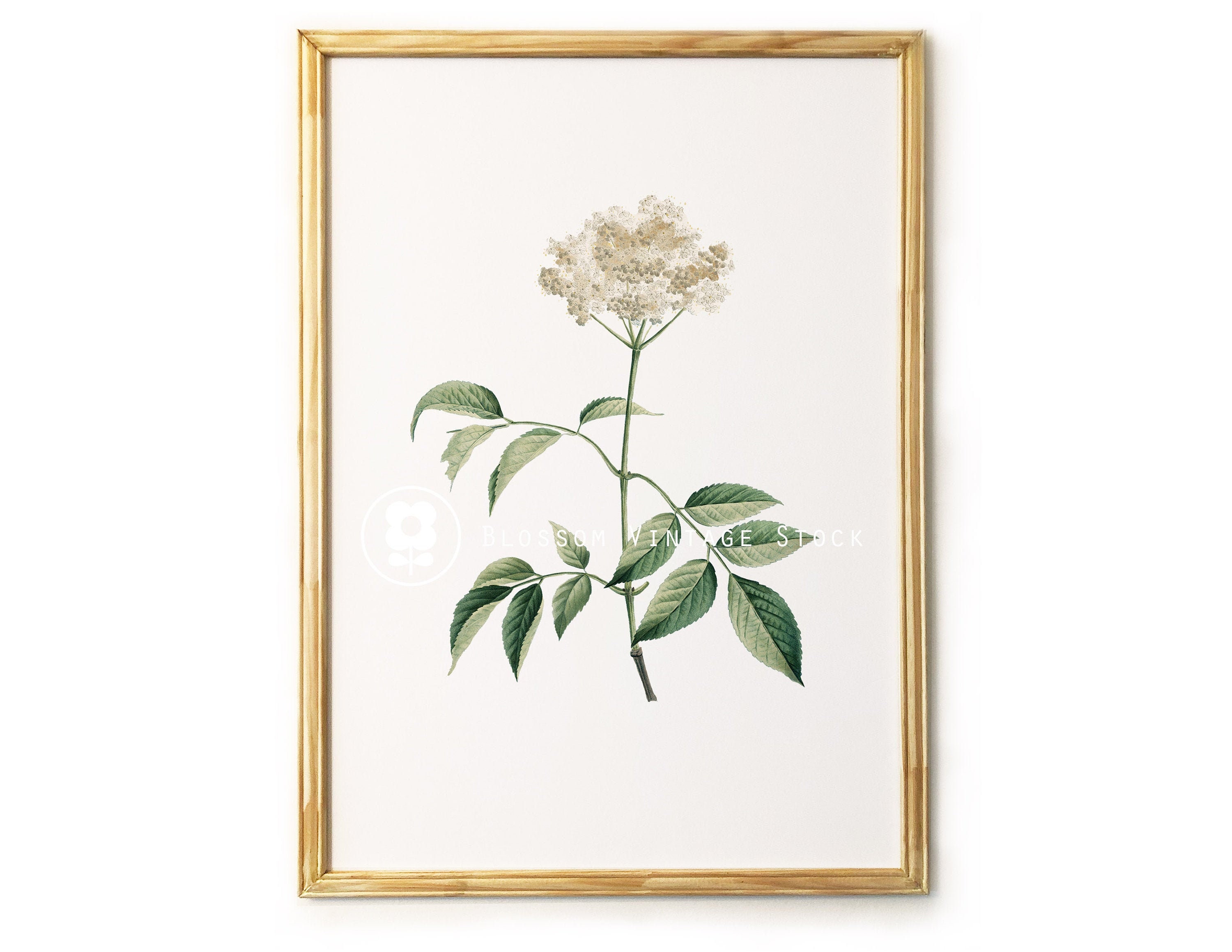 Botanical Printable Set Botanical Prints Set of 6 Prints Wall | Etsy