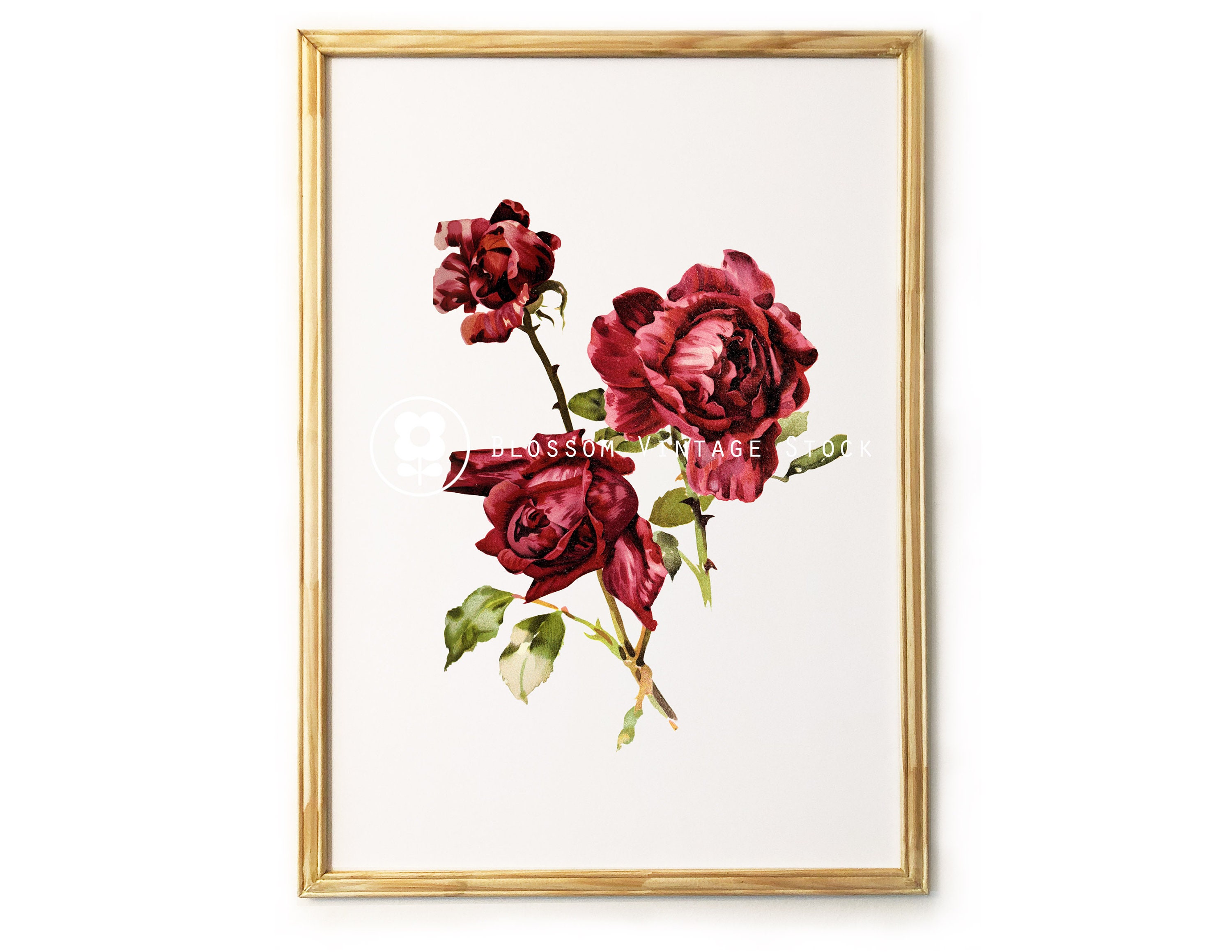 Wall art Print Vintage Rose Print Rose Art Rose Vintage Rose Etsy