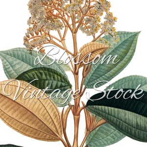 Plants Botanical Print, Green Botanical Leaves, Botanical Digital Image, PNG Image for printing, digital artwork INSTANT DOWNLOAD 1542 image 3