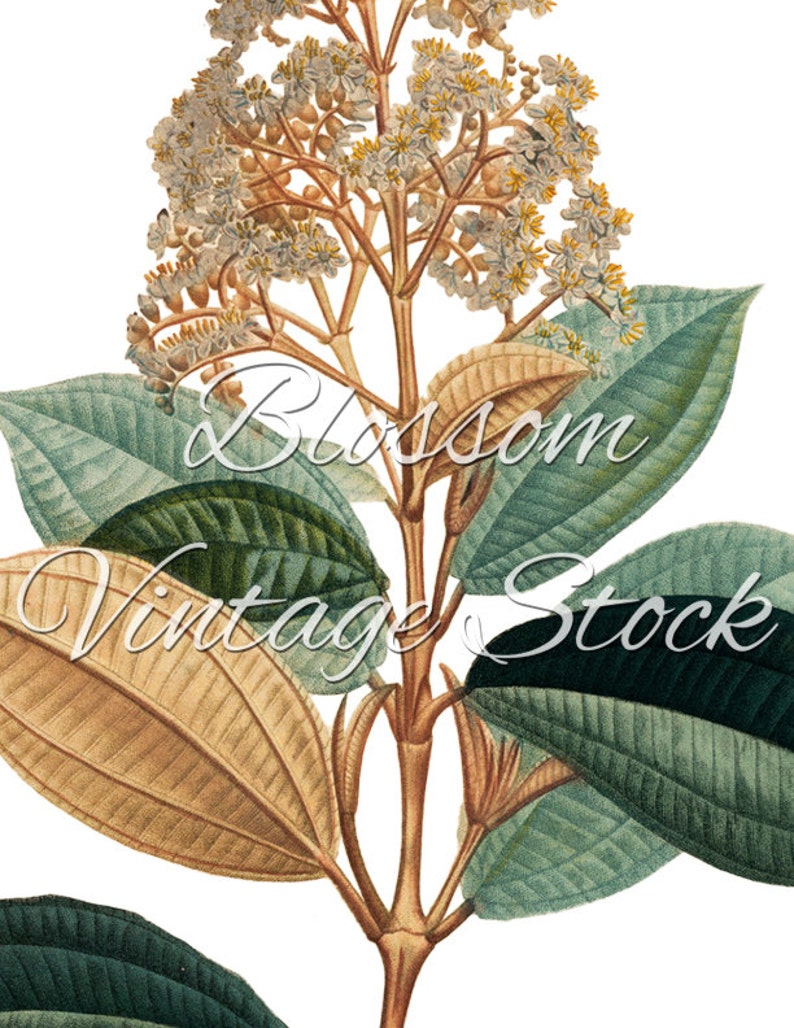 Plants Botanical Print, Green Botanical Leaves, Botanical Digital Image, PNG Image for printing, digital artwork INSTANT DOWNLOAD 1542 image 3