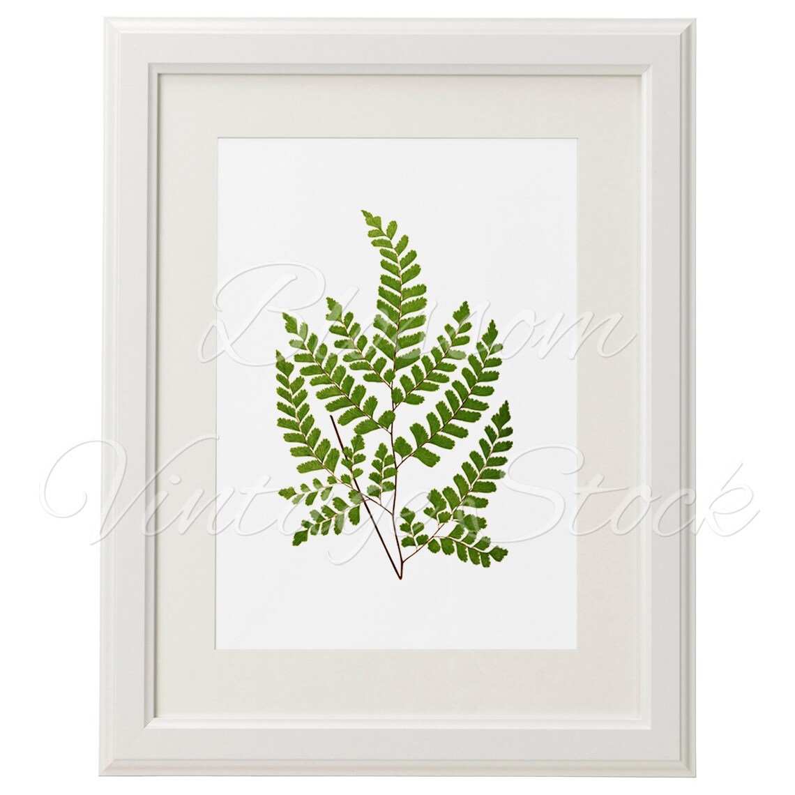 Leaf Botanical Print Botanical Printable Art Vintage Wall | Etsy