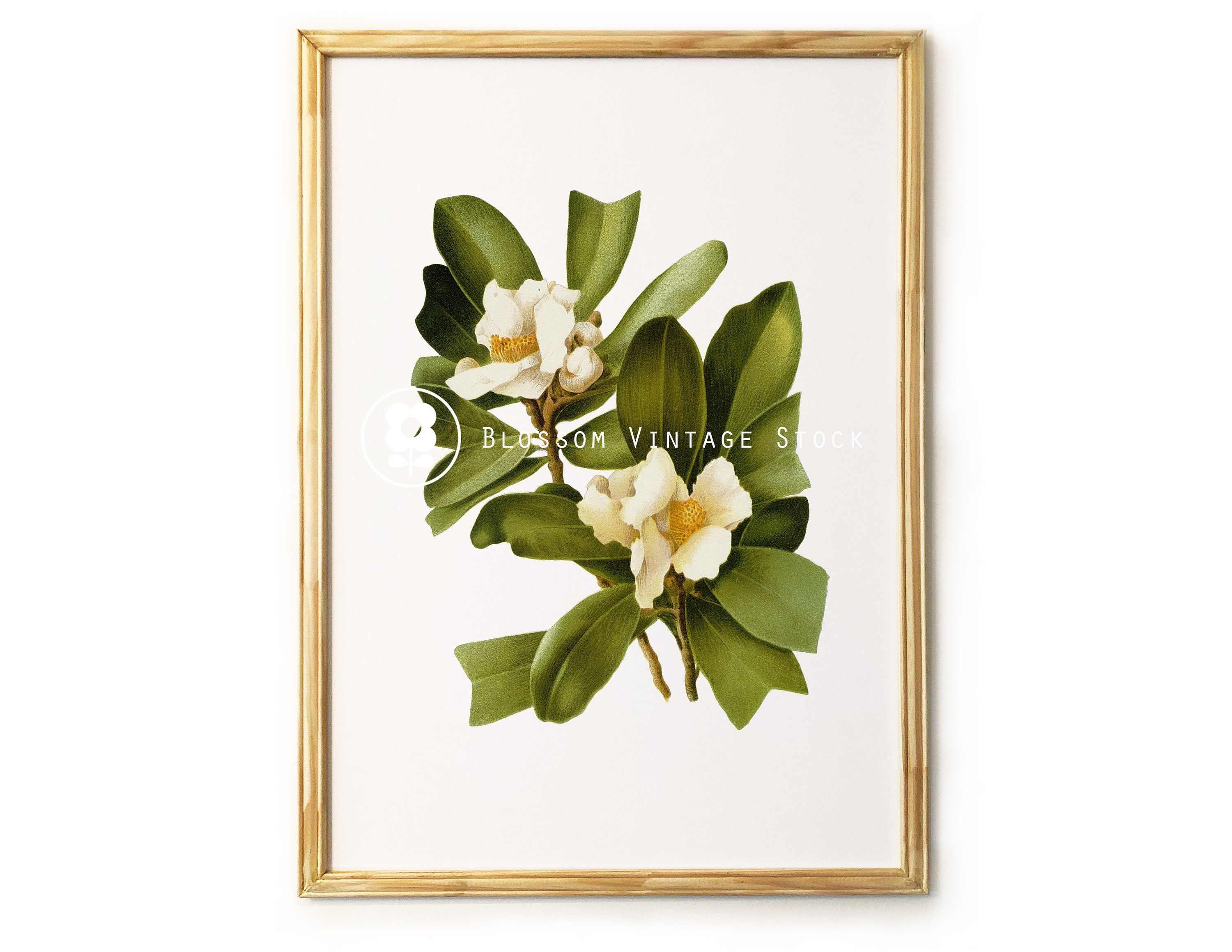 Botanical Prints Vintage Botanical Printable Art White | Etsy