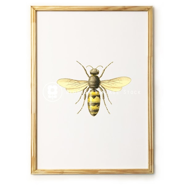 Vintage Bee print, Printable art, Bee wall art, Vintage Illustration, Insects, Wall art Vintage Decor INSTANT DOWNLOAD - 1946
