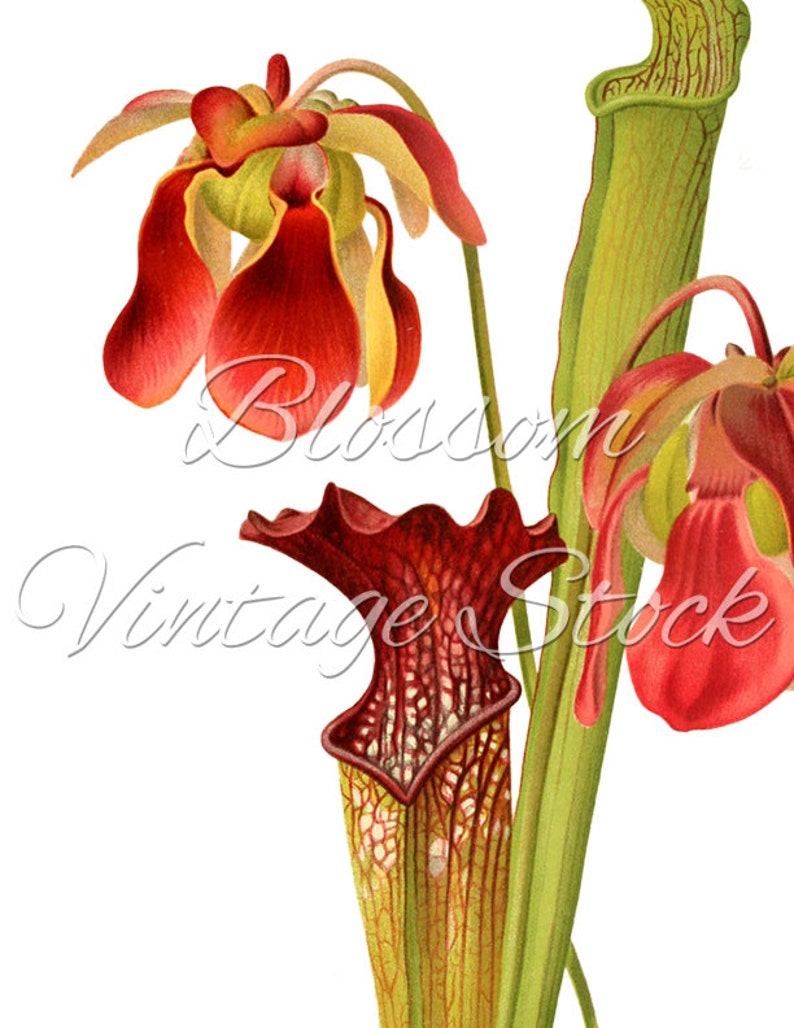 Carnivorous Plant Printable Art Botanical Print Digital | Etsy