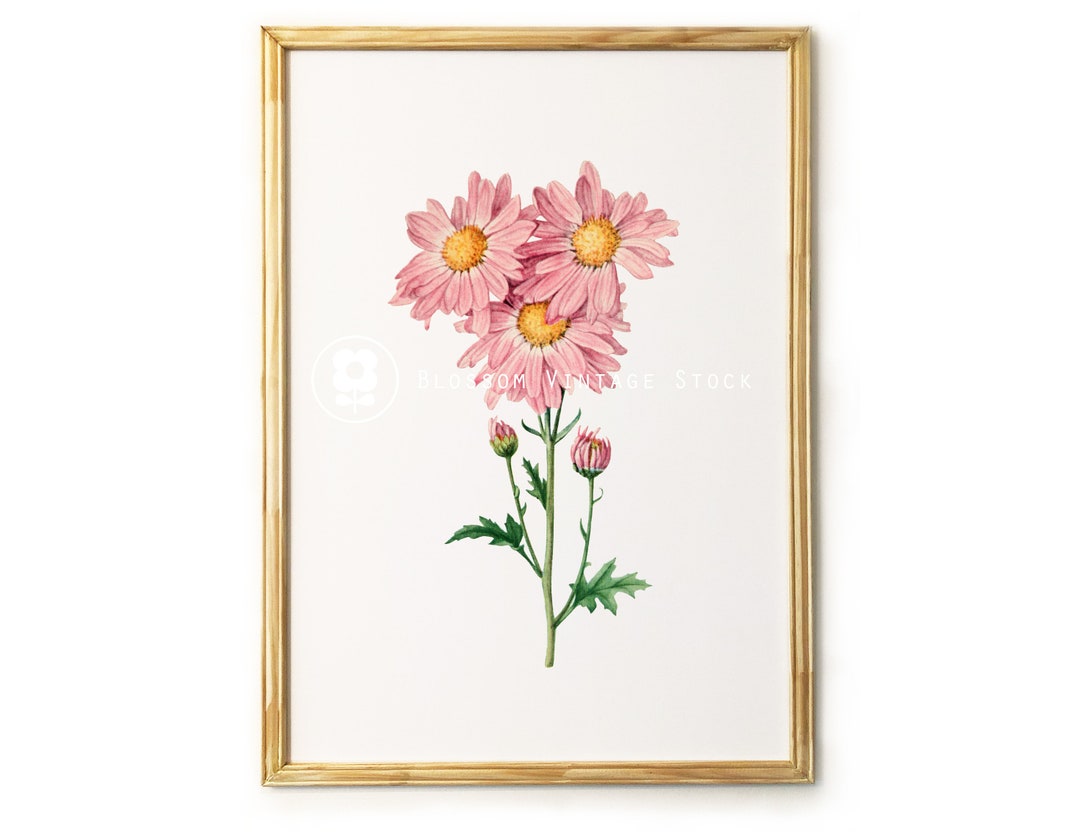 Botanical Printable Pink Daisies Botanical Flowers Digital - Etsy