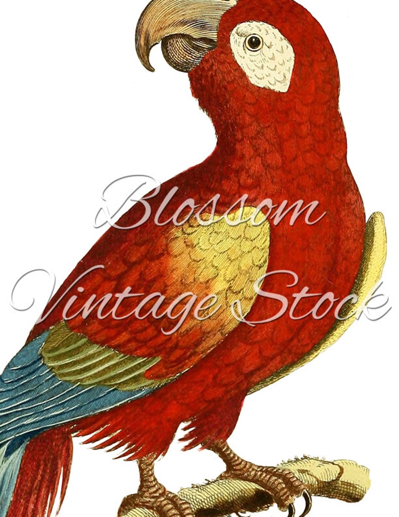 Parrot Printable Art Vintage Illustration Wall Art Print Digital Image, Parrot Antique Illustration for print INSTANT DOWNLOAD 1956 image 3