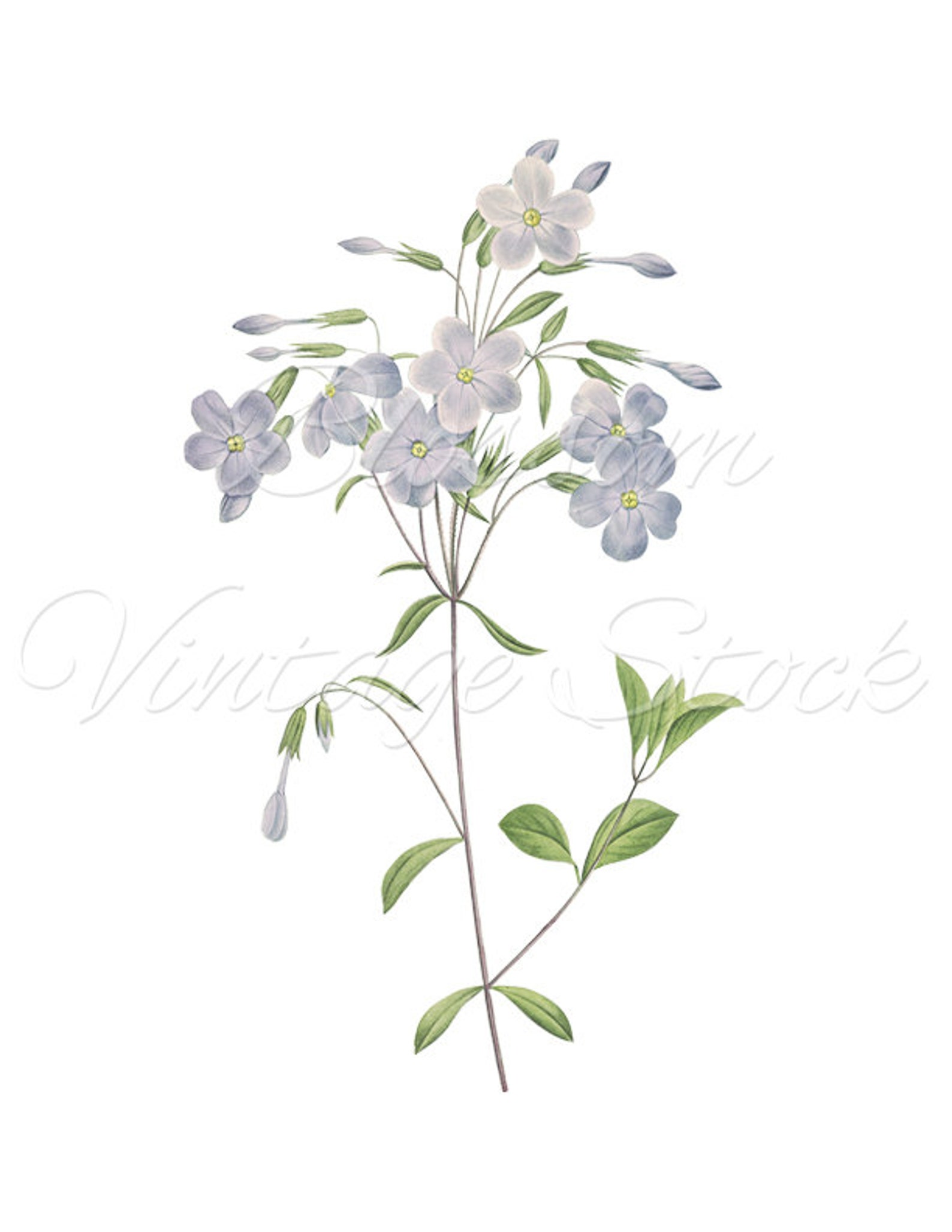 Light Blue Flower Wall Art Printable Antique Vintage Flower Etsy