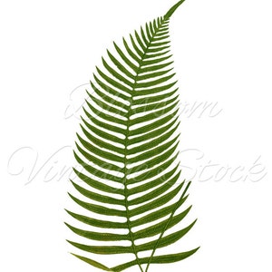 Botanical Printable Set Leaves Fern Botanical INSTANT DOWNLOAD Digital ...