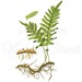 Botanical Printable Set Fern Botanicals INSTANT DOWNLOAD Digital Images ...