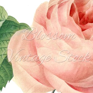 Printable Art Shabby Chic Rose, Pink Flower Wall Art Print, Instant ...