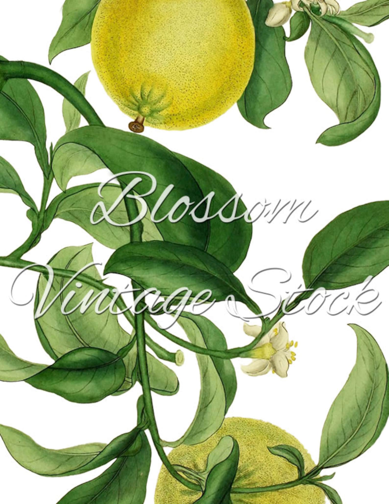 Lemon Print wall art Vintage lemon Illustration botanical Etsy