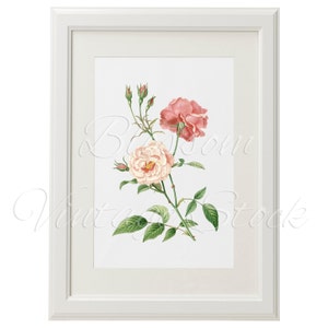 Pink Rose Prints, Printable Art, Shabby Chic Rose Vintage Image for ...