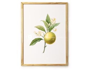 Lemon Botanical print, Lemon Vintage illustration Wall Art, Lemon Print, Printable Art, Botanical Decor - INSTANT DOWNLOAD - 1094