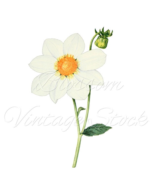 White Flower Clipart White Flower PNG Illustration Daisy | Etsy