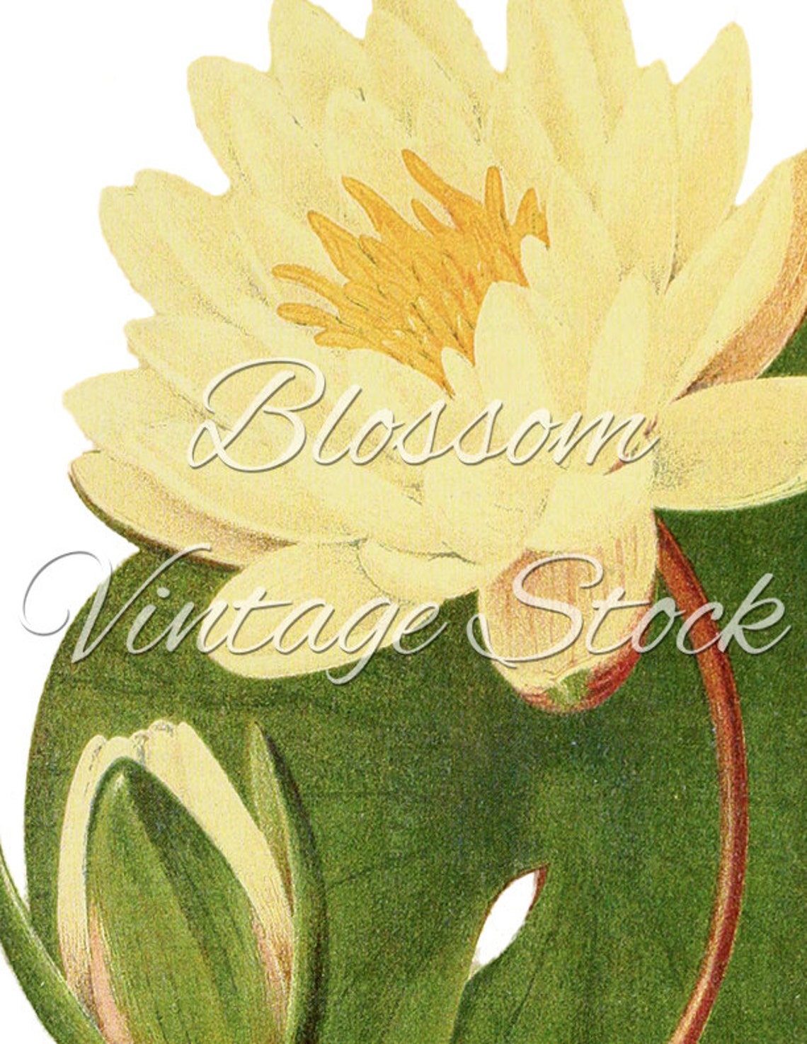 Lotus Flower Botanical Vintage Print Antique Botanical Etsy