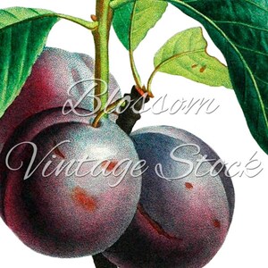 Plum Print, Wall Art Printable Plum Illustration, Vintage Botanical ...