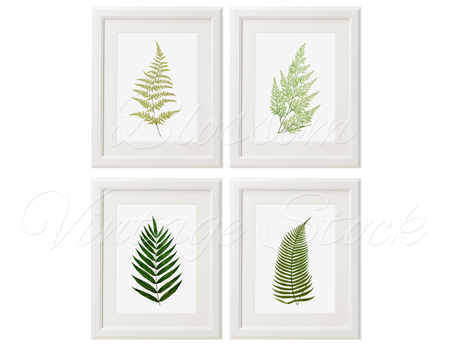 Botanical Printable Set Leaves Fern Botanical INSTANT DOWNLOAD | Etsy