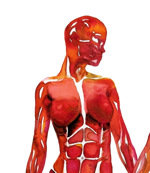 Anatomy of a female body - Female anatomy watercolor painting - Anatomy  gift - Anatomy art - Muscles art - Anatomy gift