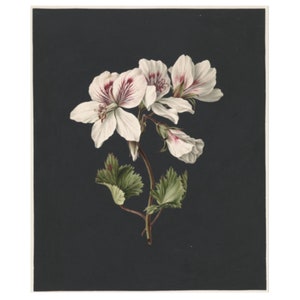 Pink Geraniums - Instant Digital Download, Vintage Antique Botanical Painting, Art Print, Watercolor, 1800&#39;s