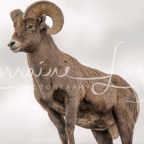 Royalty Free Reference Image for Artists: Ram Tough Big Horn Sheep  animal, wild, wildlife, horns, curl, mammal, nature, rut, mating