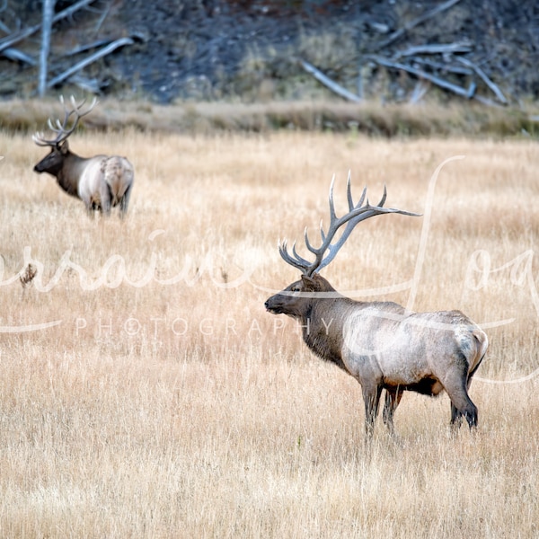 Royalty Free Referenzbild für Künstler: Zwei Elchbullen in einem Feld während der Brunftzeit. Tier, wild, wild lebende Tiere, Cervidae, Säugetier, Natur, Wapiti