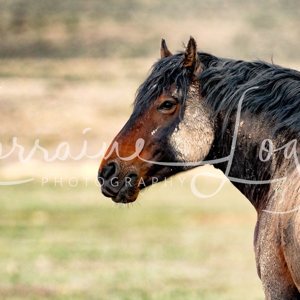 Royalty Free Reference Image for Artists: Mud Bath - A wild horse in Utah with mud caked fur - wild, wildlife, equine, animal