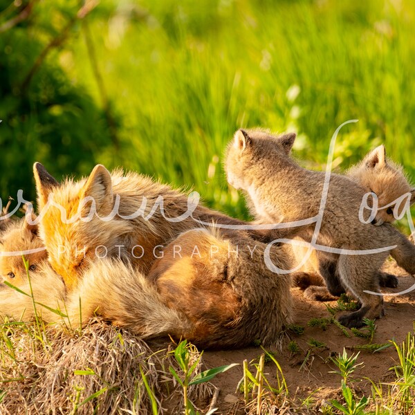 Royalty Free Reference Image for Artists: A mother red fox attempts to nap while her kits play. den, animal, wildlife, vulpes vulpes, fauna